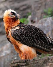 A bearded vulture perched on a cliffside.