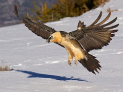 A bearded vulture in the middle of a descent.