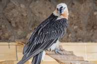 A bearded vulture resting on a wooden perch.