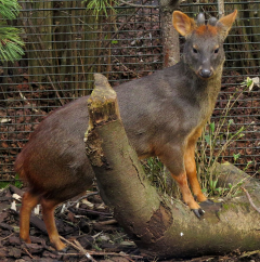 A pudu standing on a log.