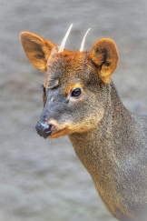 A pudu looking ahead.